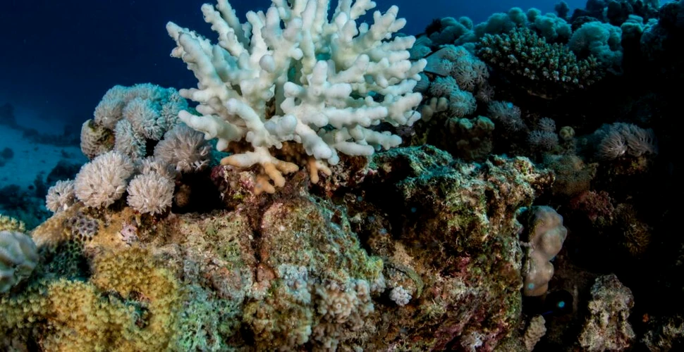 Marea Barieră de Corali, lovită de al șaselea eveniment de albire în masă