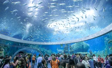 Record Guinness: Cel mai mare acvariu din lume a fost inaugurat în China (FOTO/VIDEO)