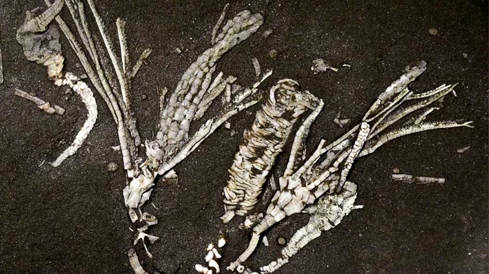 O descoperire extrem de rară: Fosila unei creaturi marine, de 450 de milioane de ani, ascunde țesuturi încă moi
