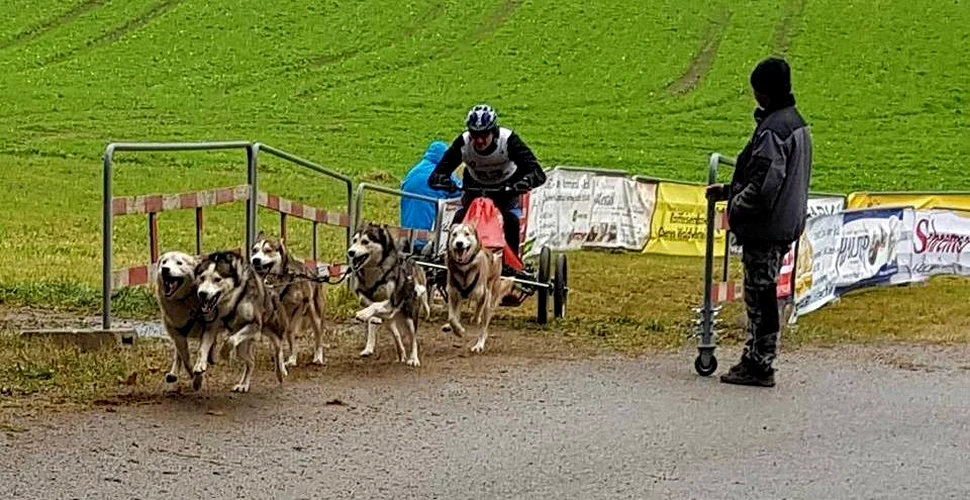 Doi români au obţinut primele locuri la un concurs important de atelaje canine care s-a desfăşurat în Austria