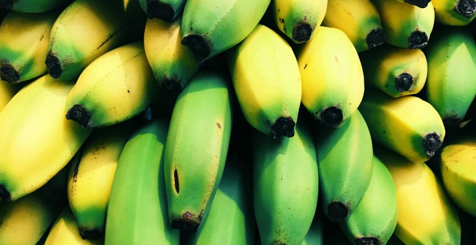 Dieta cu banane verzi te-ar putea feri de cancer? Da, în unele situații!