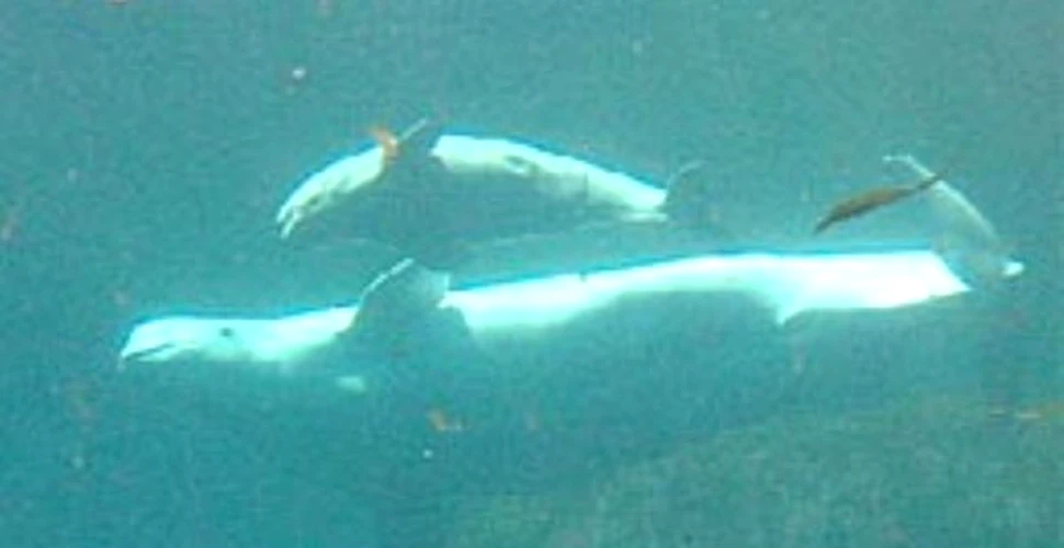 Un pui de balena beluga este tratat cu antibiotice