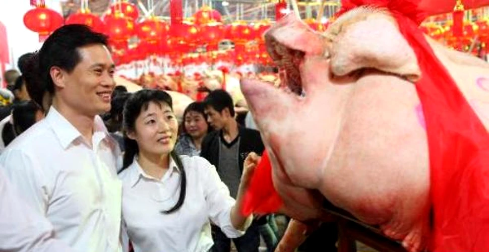 Concurs de frumusete porcina, sustinut in China (FOTO)