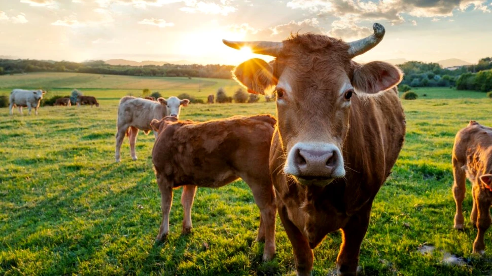 Rezervoare cu „o cantitate mare” de spermă de taur, furate în Irlanda de Nord