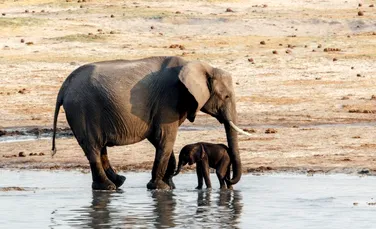 Și elefanții din Zimbabwe au început să moară în condiții misterioase