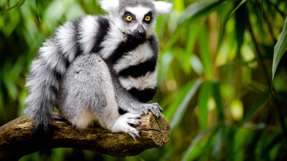 Speciile din Madagascar, aflate pe cale de dispariție, ar avea nevoie de 23 de milioane de ani ca să evolueze din nou