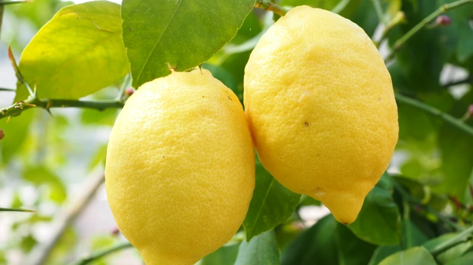 Vitamina C ar putea fi mai importantă decât s-a crezut anterior, putând trata leucemia