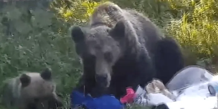 Imagini șocante de la munte. Turiștii intră intenționat cu mașina într-o ursoaică și puii ei