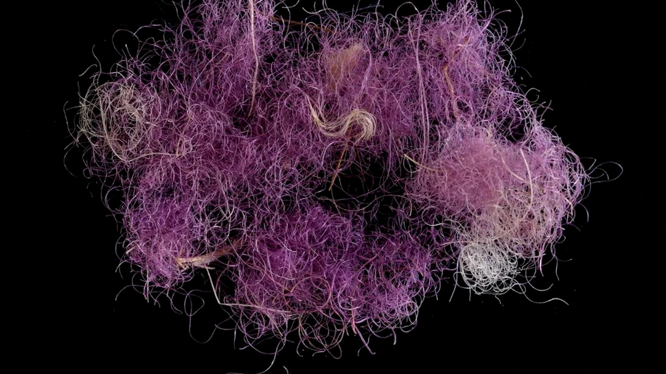 Fragmente rare din textile purpurii de pe vremea regilor biblici, descoperite pentru prima oară în Israel