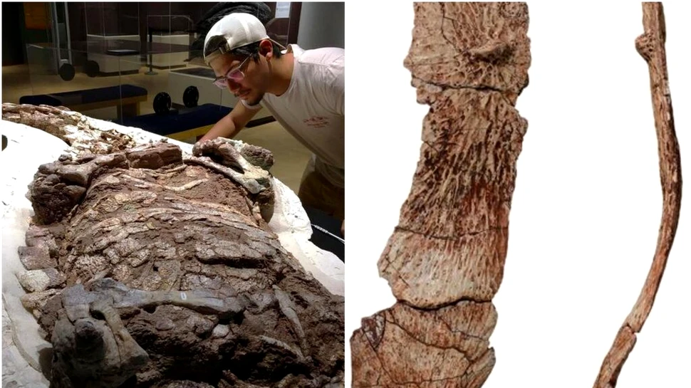 Fosilele au scos la lumină existența unui strămoș misterios al crocodililor