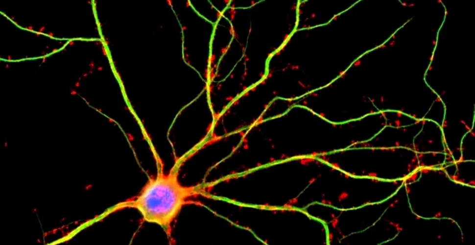 S-a descoperit ”viaţa secretă a neuronilor”! CREIERUL nostru este mult mai PERFORMANT decât s-a crezut până acum