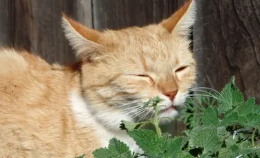 Cum arată planta pe care orice pisică o adoră. Tocmai acum s-a aflat cu adevărat de ce felinele sunt atrase de ea!