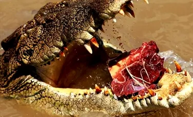 Bizarii crocodili “saritori” din raul Adelaide