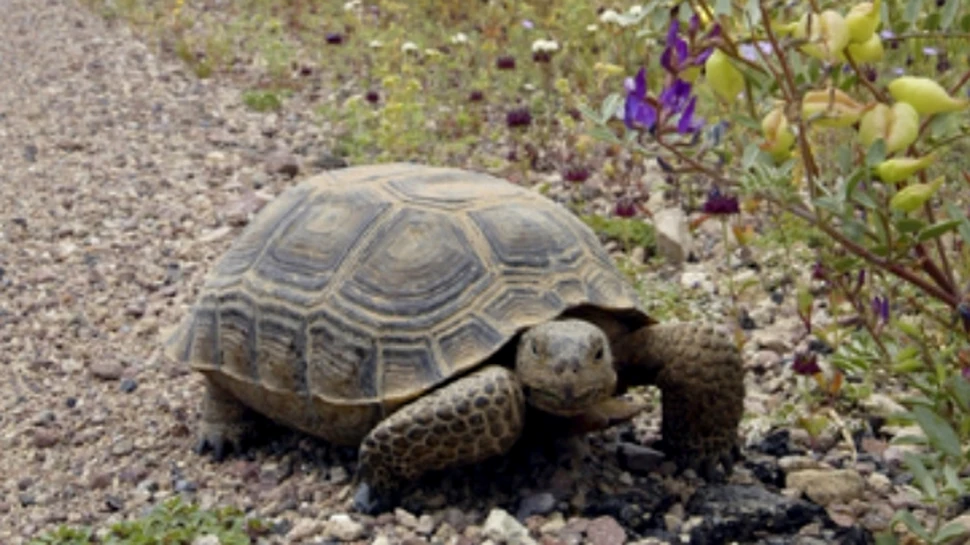 Testoasele desertului primesc ordine de la armata