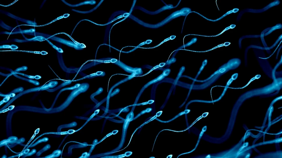 S-a confirmat: radiațiile telefoanelor afectează cantitatea și calitatea spermatozoizilor