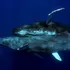 Prima filmare cu balene cu cocoașă în timpul împerecherii ridică unele semne de întrebare