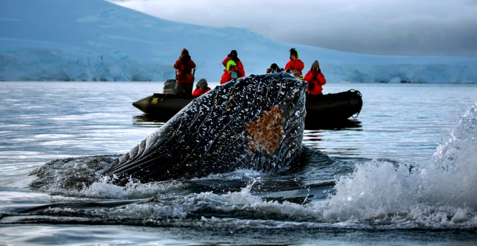 O balenă cu spatele rupt a reușit să parcurgă 5.000 de kilometri
