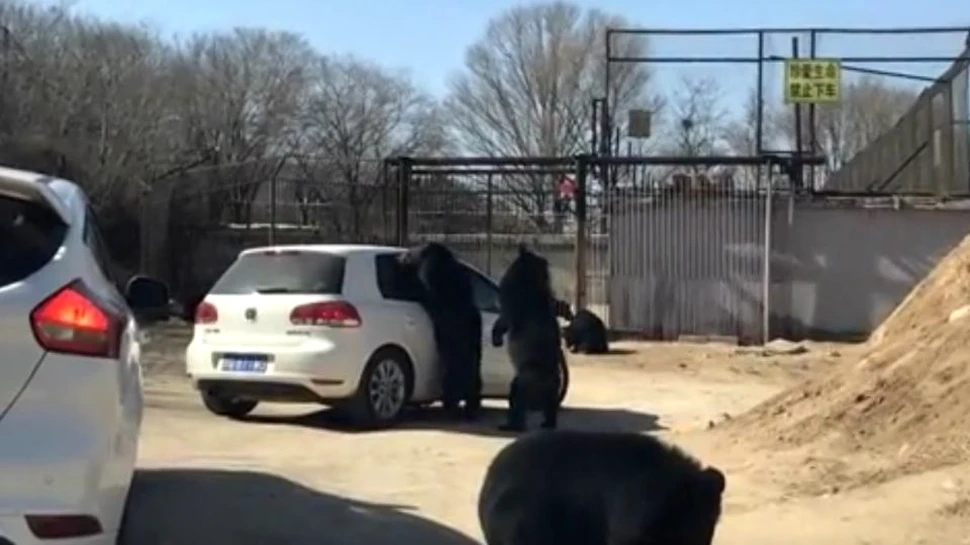 Un grup de urşi dintr-un parc zoologic a atacat o maşină. Pe scaunul din spate se afla un copil