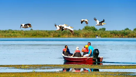 Păsările din Delta Dunării, hăituite de fotografi și turiști „iubitori de natură”