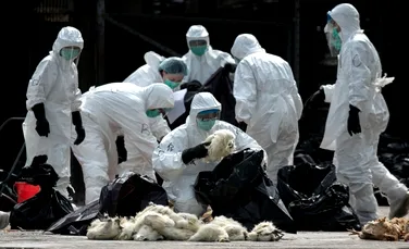 O nouă tulpină letală a virusului gripei aviare stârneşte îngrijorare. „Nu trebuie subestimată”, avertizează experţii