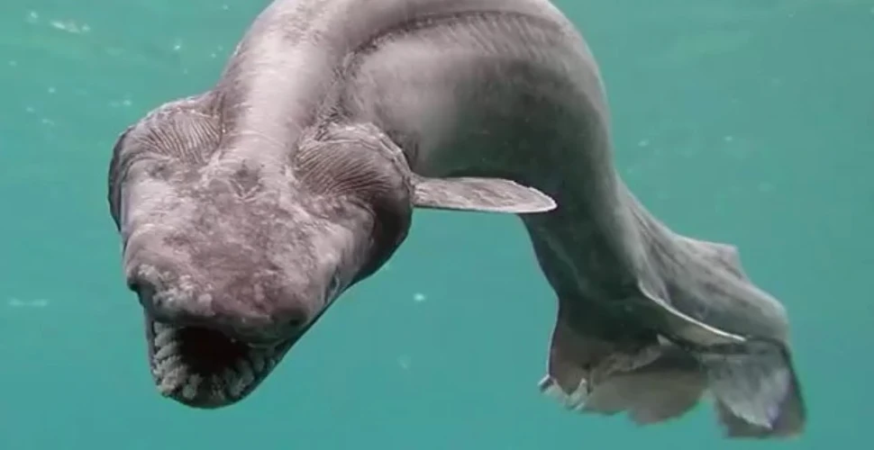 Nu este o creatură desprinsă dintr-un film horror, este un rechin cu cap de şarpe şi cu 300 de dinţi din era dinozaurilor care a fost găsit pe coasta Portugaliei