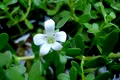 Planta Bacopa, cel mai nou leac pentru memorie. Cât de eficientă este de fapt?