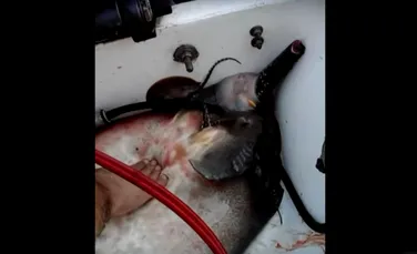 Mai mulţi pescari au capturat o pisică de mare. După ce i-au tăiat coada au avut parte de o surpriză de proporţii – VIDEO