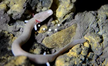 Ouăle unei salamandre extrem de rare au fost descoperite într-o peşteră din Slovacia. ”În momentul de faţă, doar trei pui ar putea supravieţui”