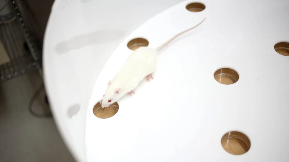 Neurosavanţii au găsit primele dovezi conform cărora animalele pot recrea evenimente din trecut