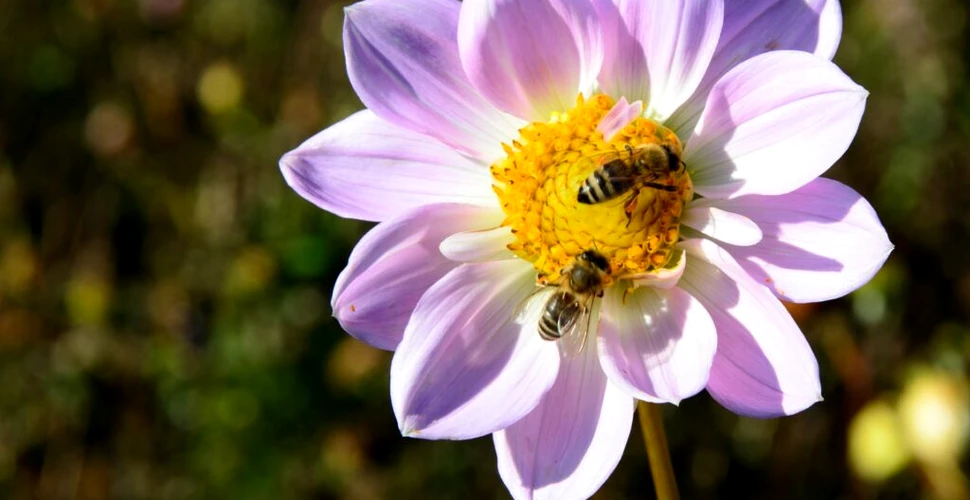 Albinele pot învăța diferența dintre numerele pare și cele impare