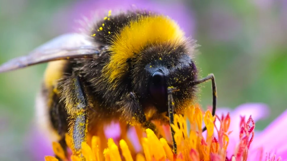 Misterul inteligenței albinelor descifrat de Felicity Muth. Cum reginele bumblebee ne învață despre gândirea animalelor