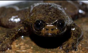 Amfibian primitiv, lipsit de plamani, descoperit in Borneo