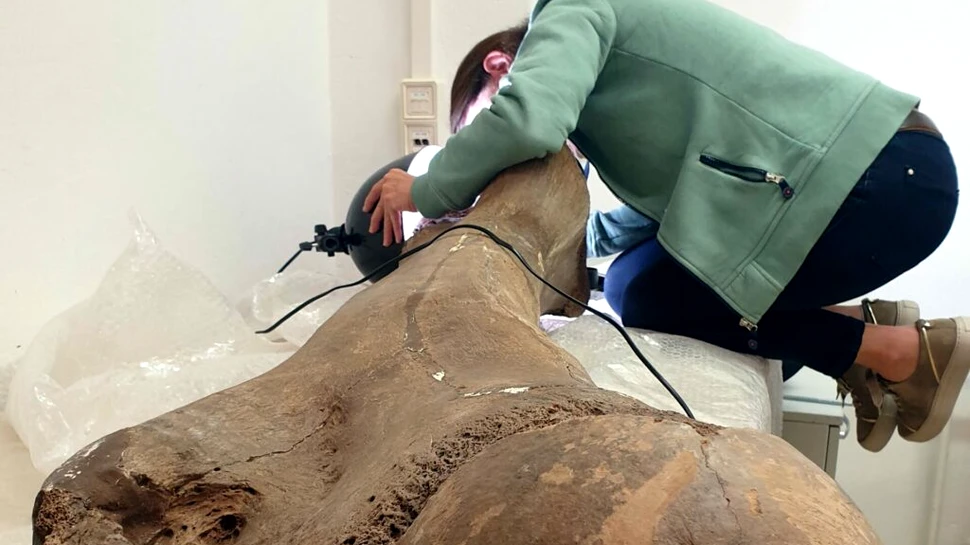 Neanderthalienii au reușit să vâneze elefanți de două ori mai mari decât cei din zilele noastre