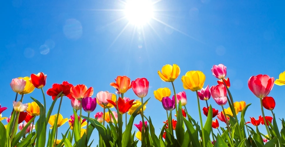 Cum va fi vremea de Florii şi de Paşti? Iată prognoza meteo a specialiştilor