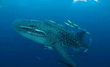 Test de cultură generală. În care ocean trăiesc cei mai mulți rechini?