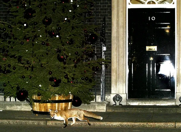 O vulpe a fost surprinsă în Downing Street 10, în faţa reşedinţei premierului britanic, în decembrie 2004