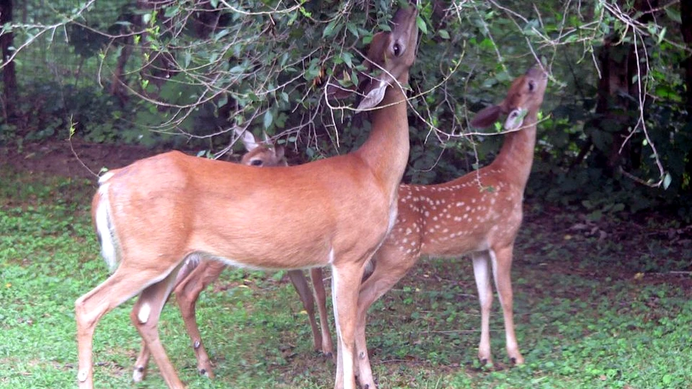 Conform experţilor, arborii simt atunci când un animal le mănâncă vlăstari şi mugurii