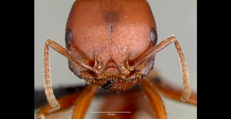 Cu milioane de ani înaintea noastră, furnicile cunoşteau algoritmul internetului