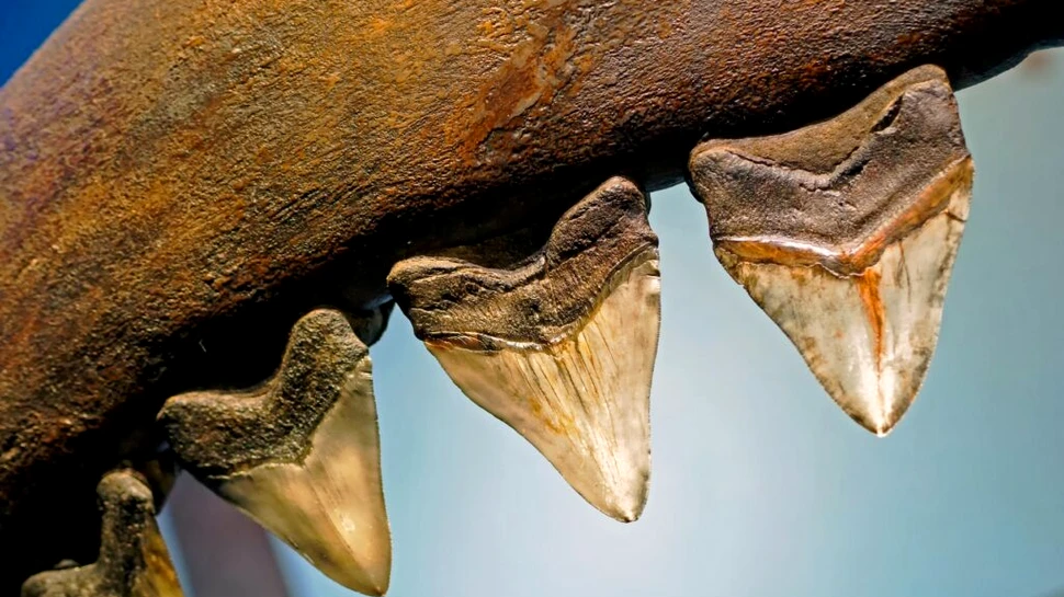 Un băiat de 8 ani, aflat în vacanță cu familia, a găsit un dinte uriaș de Megalodon