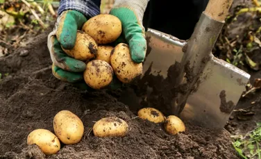 Cartofii „fierb” în pământ, în Asia. Val de căldură record