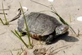 Un pui de țestoasă cu două capete a fost găsit la Cape Cod. Este al treilea caz în cinci ani