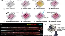 Cercetătorii MIT au dezvoltat vase de sânge artificiale folosind magneți