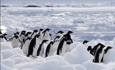 Pinguinii antarctici sunt afectati de DTT