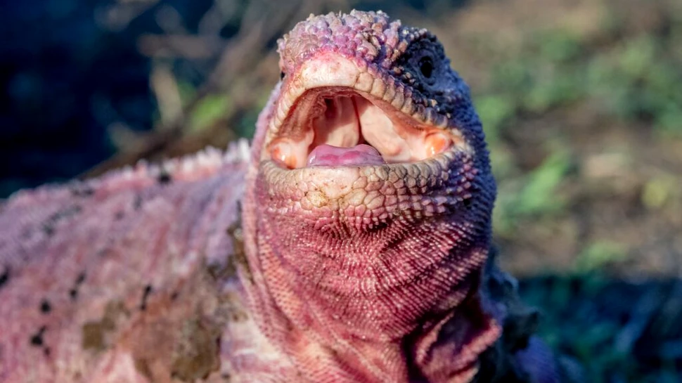 Pui de iguane roz au fost observați, în premieră, în Insulele Galapagos