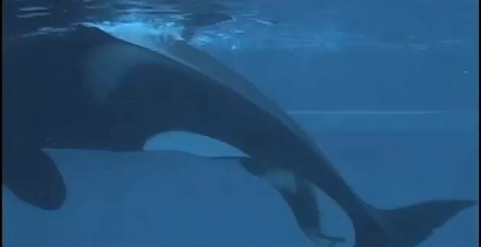 O filmare rară surprinde naşterea unei balene ucigaşe (VIDEO)