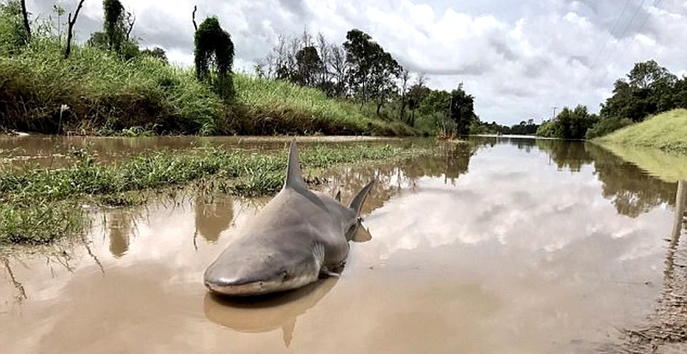 Victimă a ciclonului Debbie: Un rechin-taur a fost găsit în mijlocul unui drum din Australia