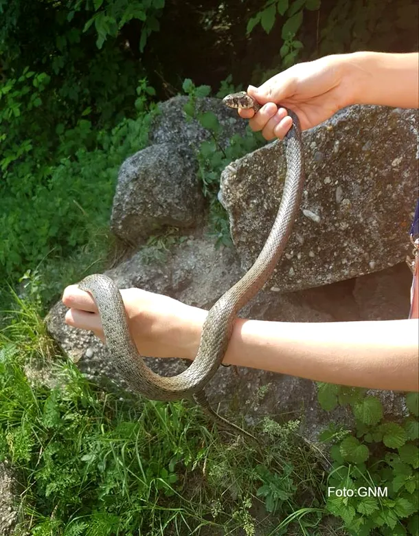 Şarpele găsit în Cişmigiu