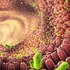 Oamenii de știință dezvăluie legătura dintre microbii intestinali și sănătatea inimii