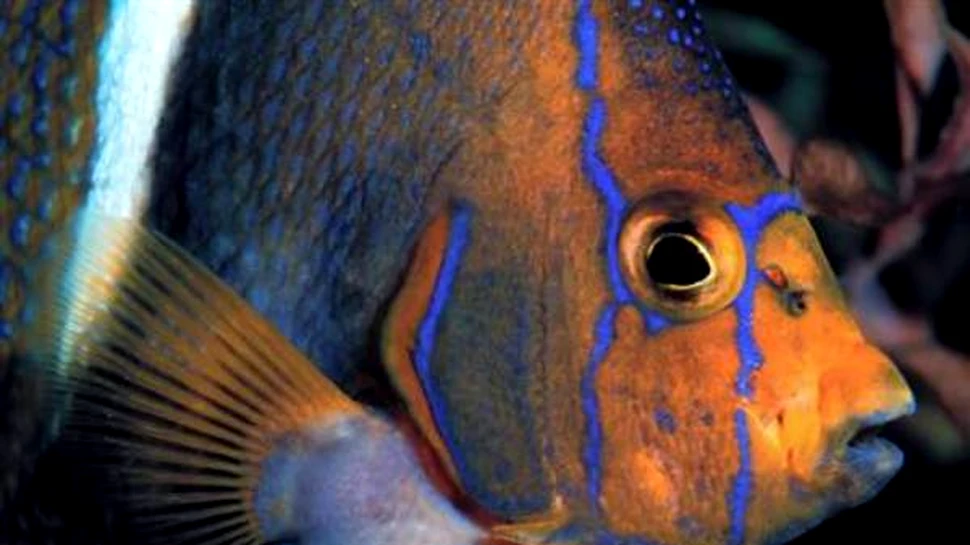 Pestii stiu sa numere pana la 3