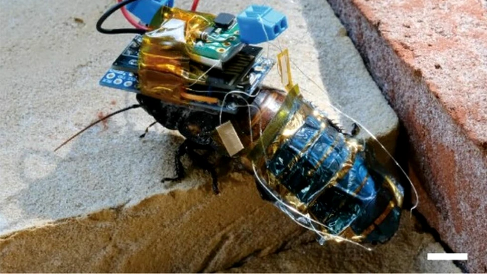 Cum va fi folosit gândacul-robot creat de cercetători?